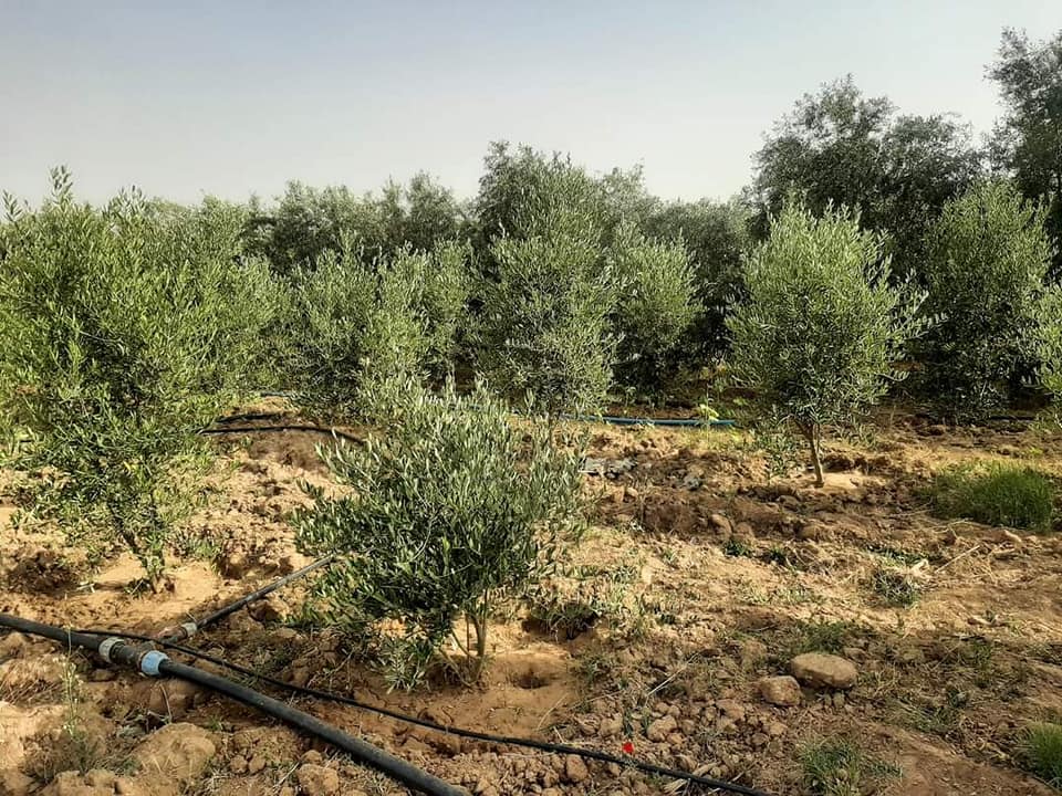 قطعة أرض للبيع  