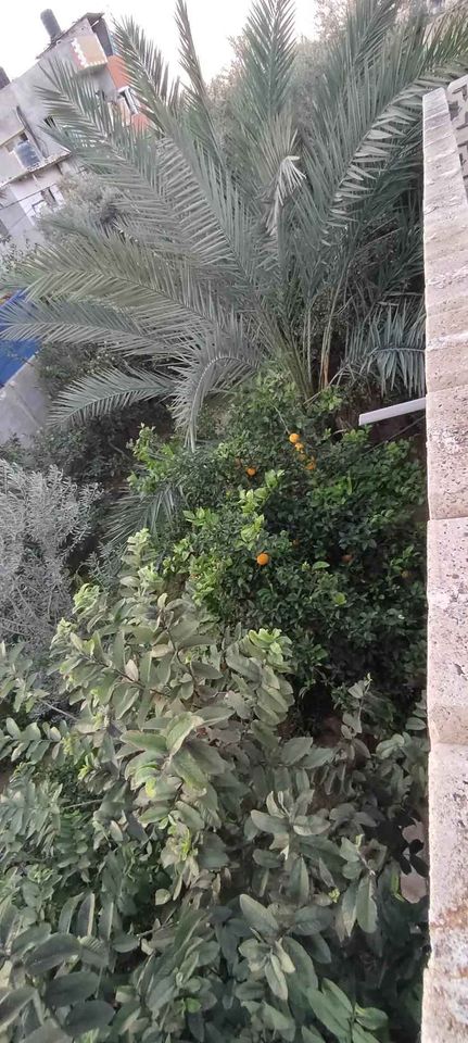 دار  اللبيع غرب المخيم الجديد