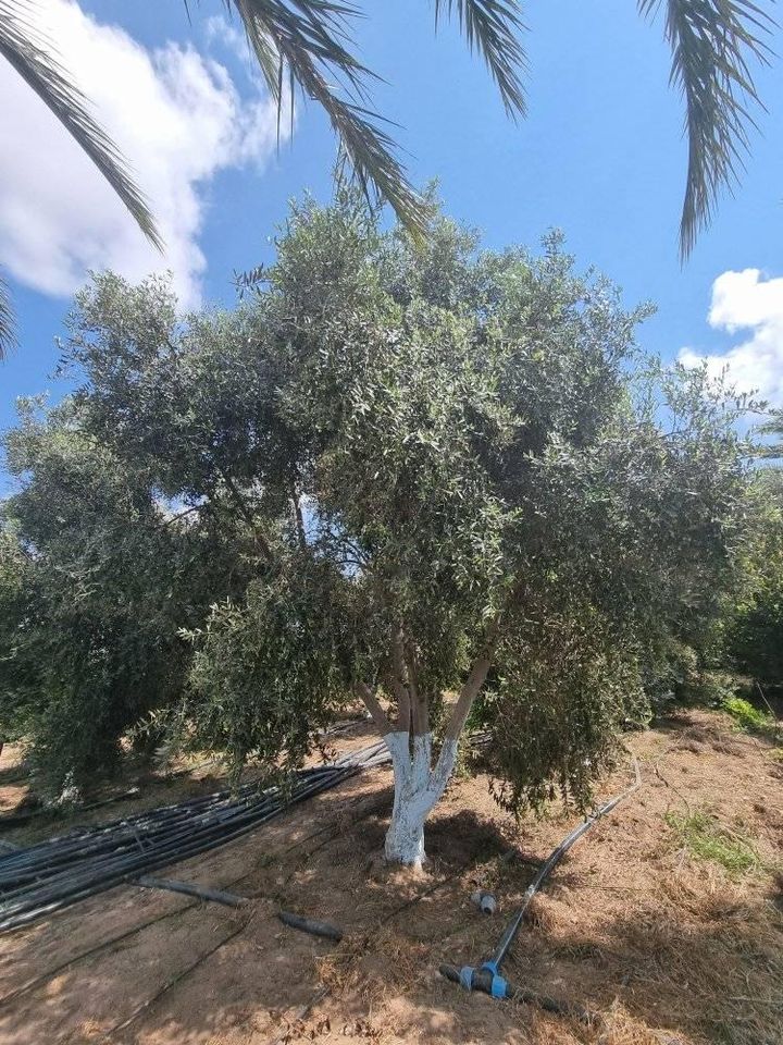 قطعة أرض للبيع