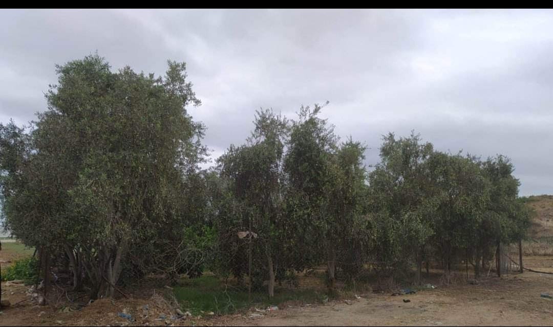 أرض للبيع خلف مزرعة جبر العطار