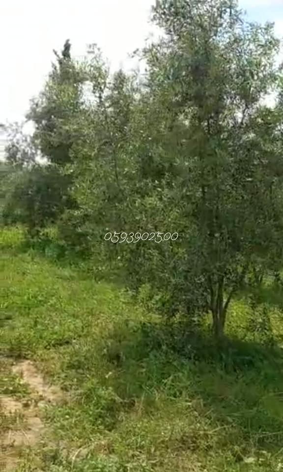 قطعة أرض للبيع