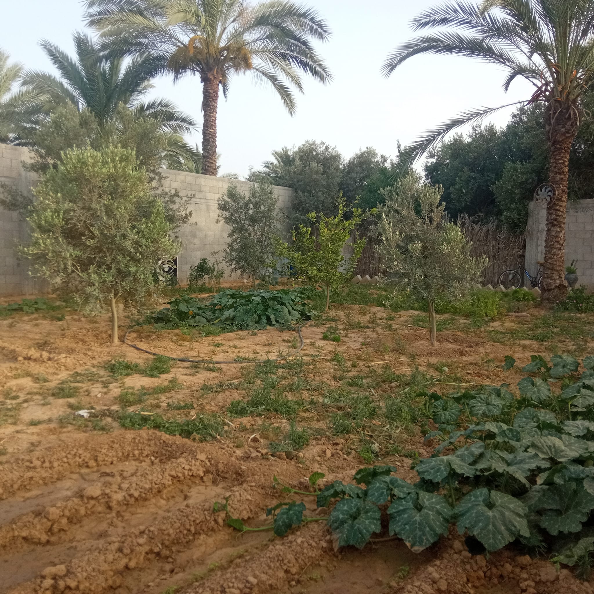 قطعة أرض مسورة ومشجرة للبيع