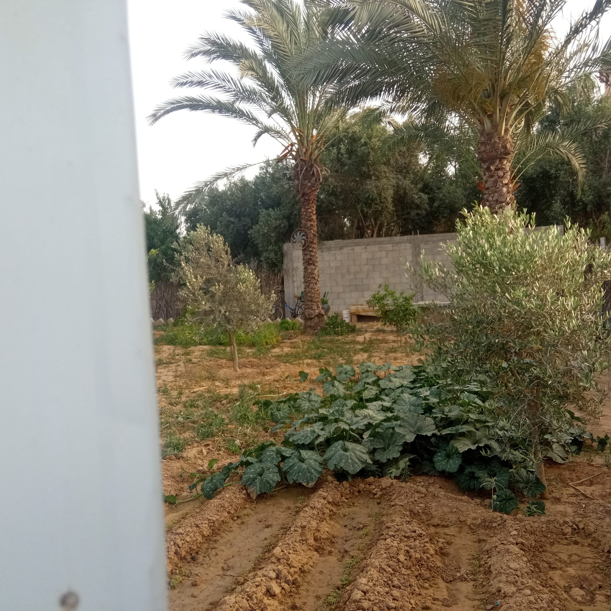 قطعة أرض مسورة ومشجرة للبيع