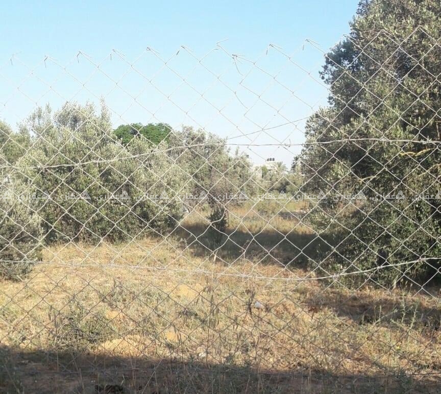 قطعة أرض مشجرة زيتون للبيع