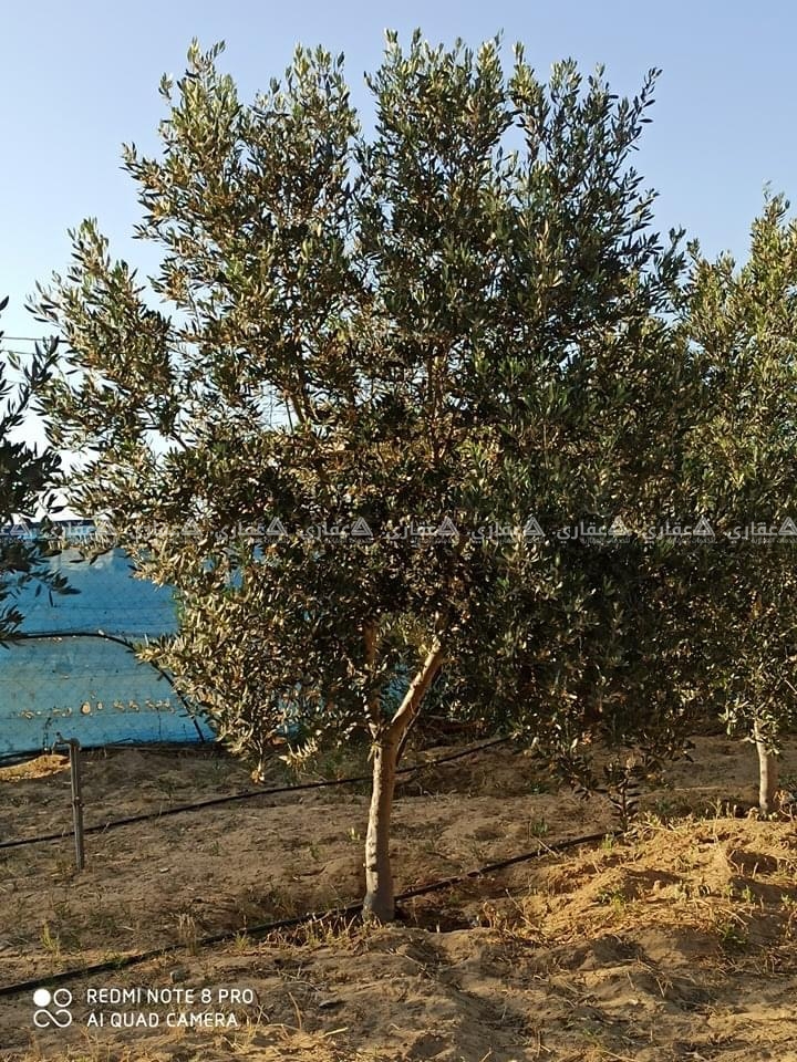 قطعة أرض طابو استشمارية للبيع