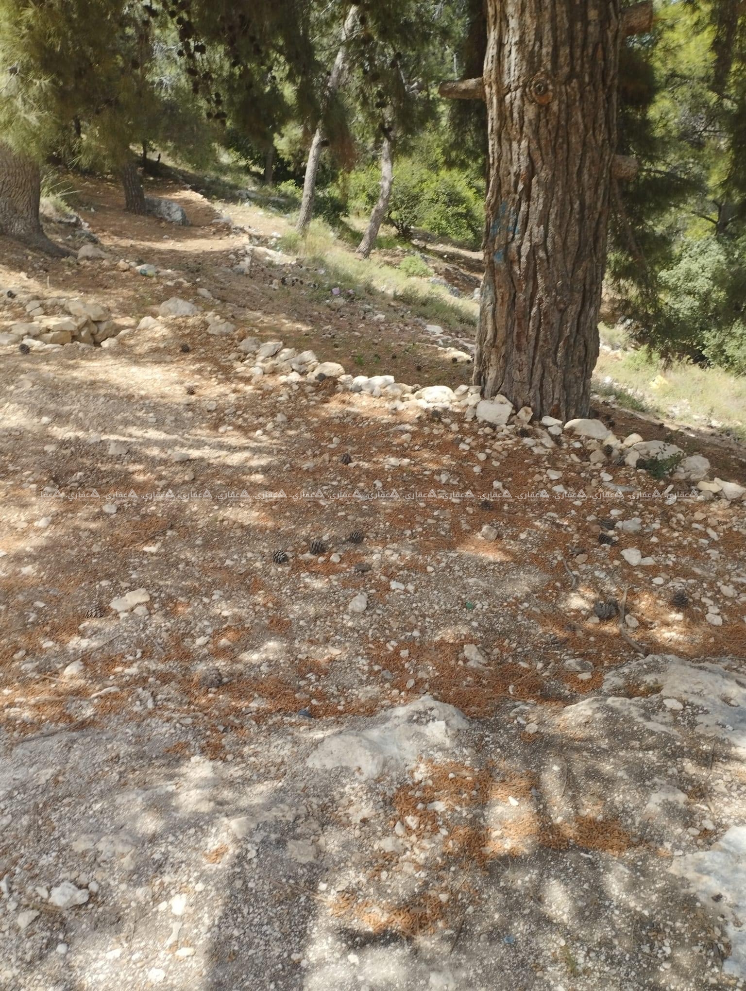 قطعة أرض بجانب أحراش نوبا