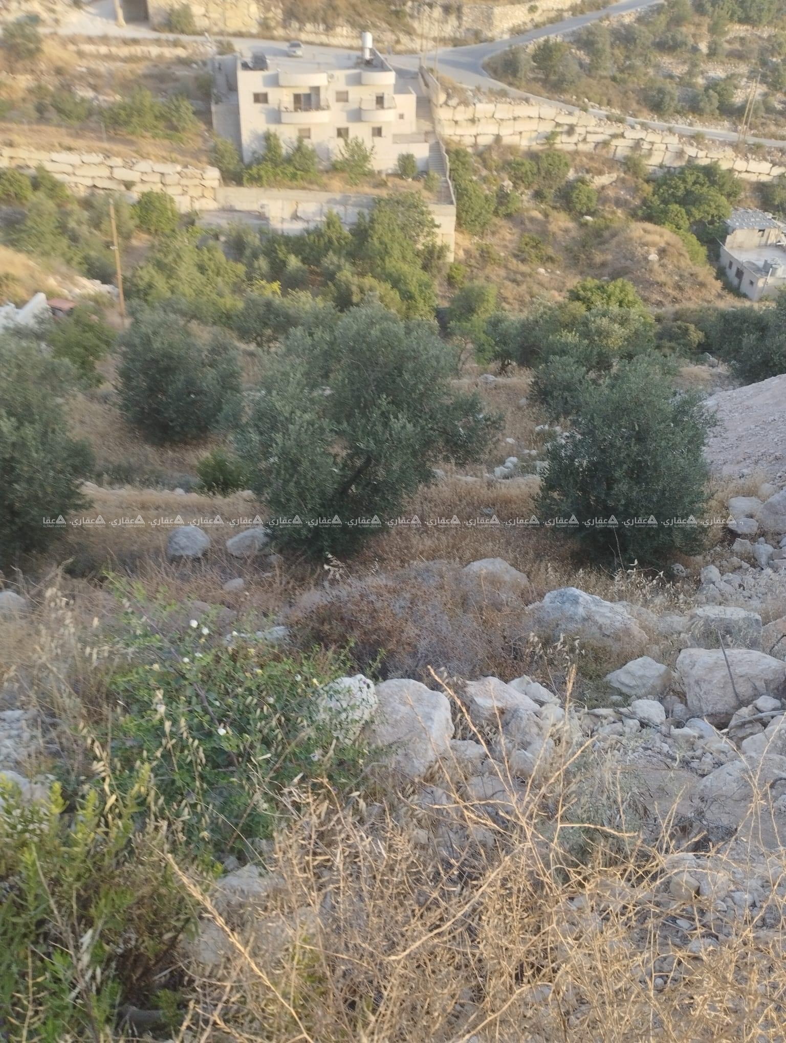 قطعة أرض للبيع مشجرة زيتون
