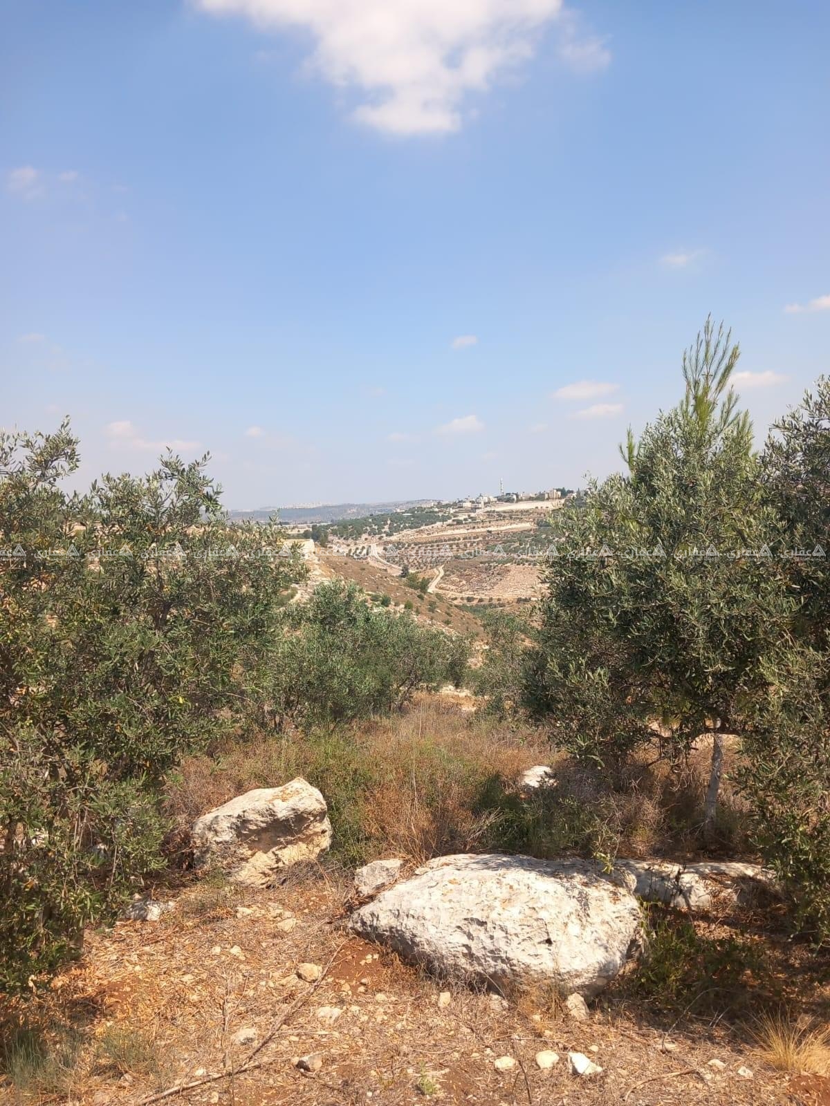 قطعة أرض مشجرة زيتون للبيع