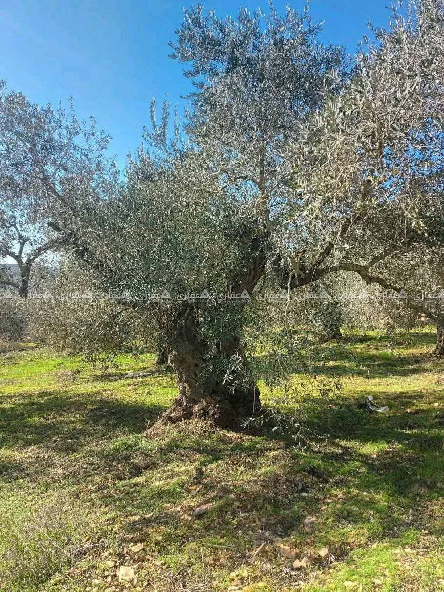 قطعة أرض في أجمل مناطق عصيرة الشمالية