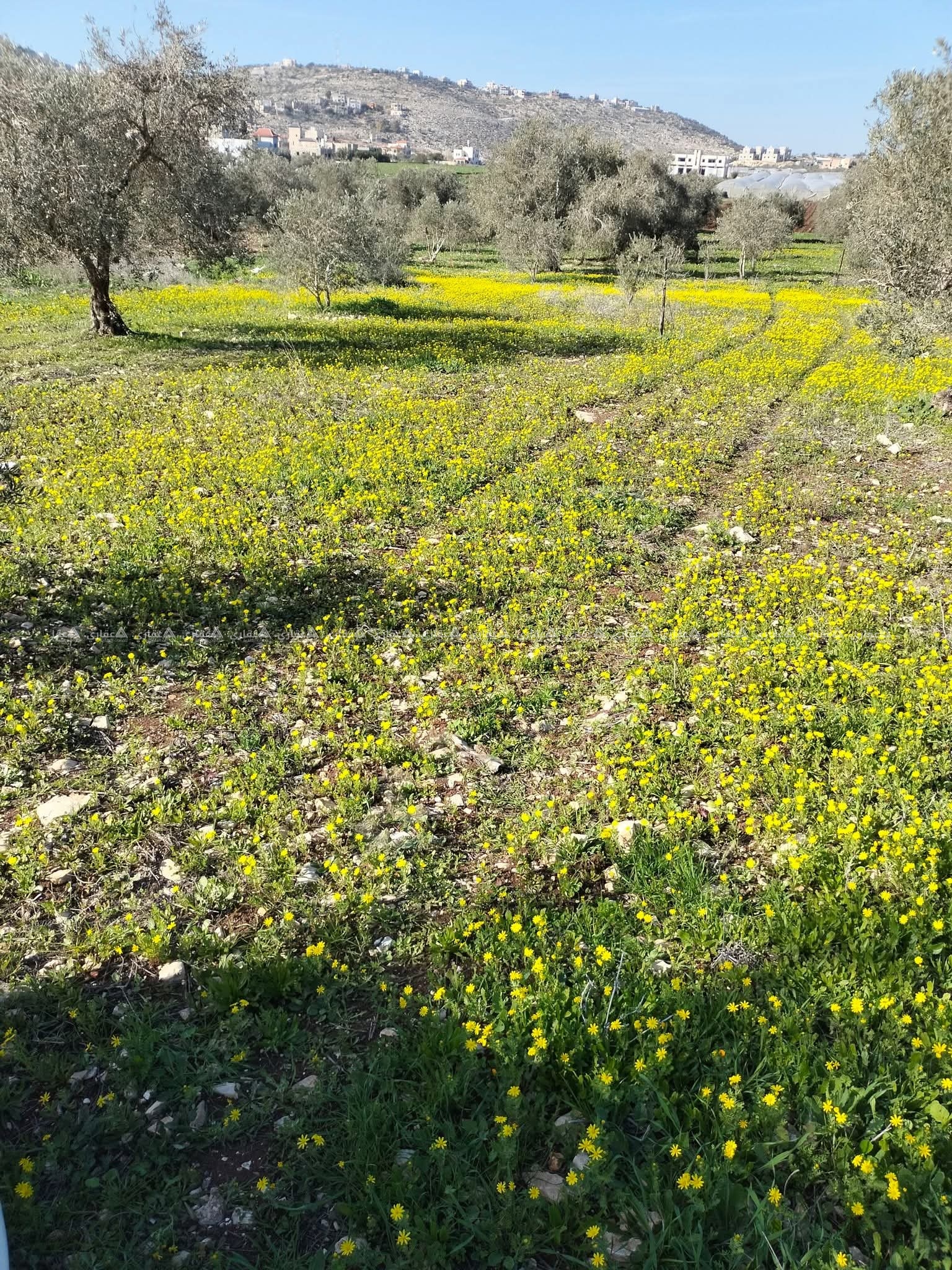نمر أراضي للبيع