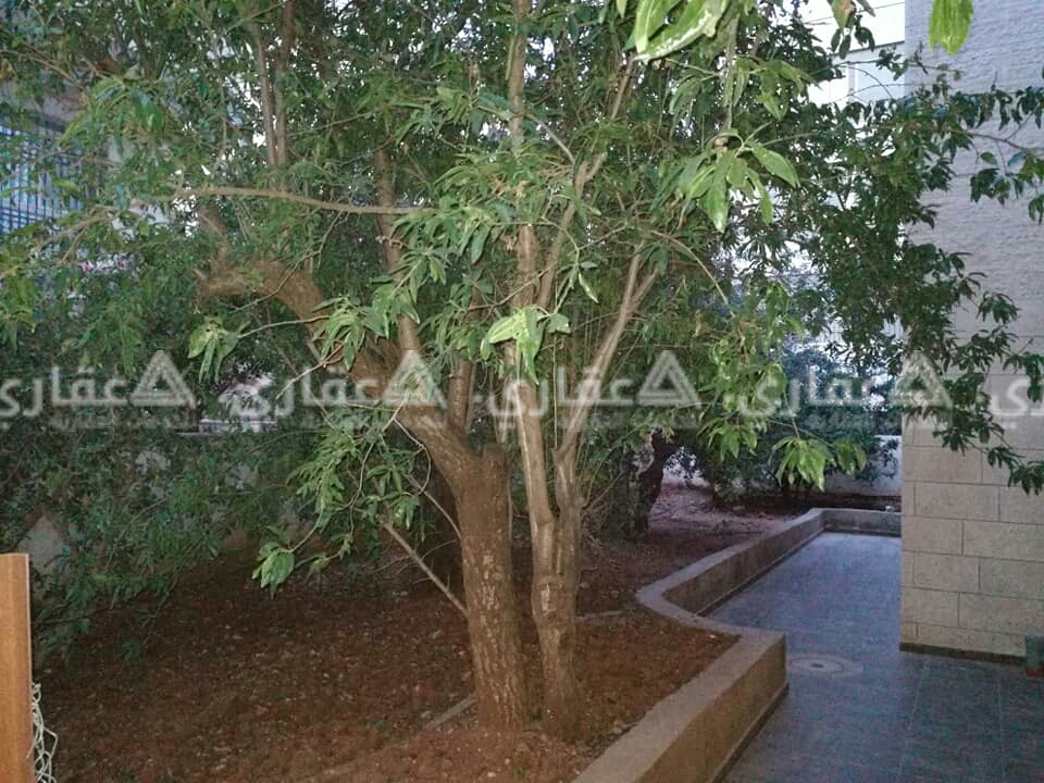 شقة مفروشة للايجار