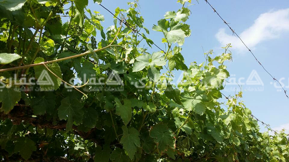 أرض للبيع على شارعين