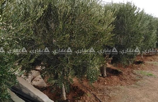 قطعة أرض للبيع 