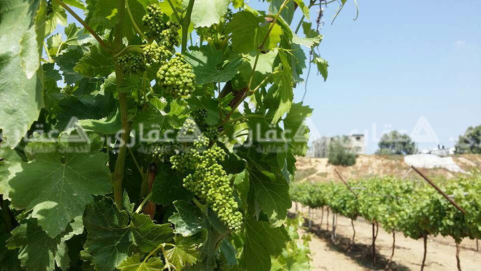 أرض للبيع على شارعين