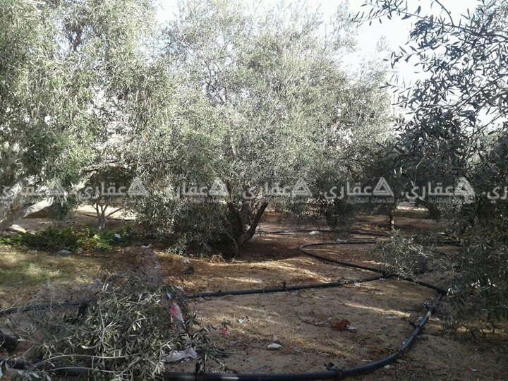 ارض للبيع قريبة من البحر