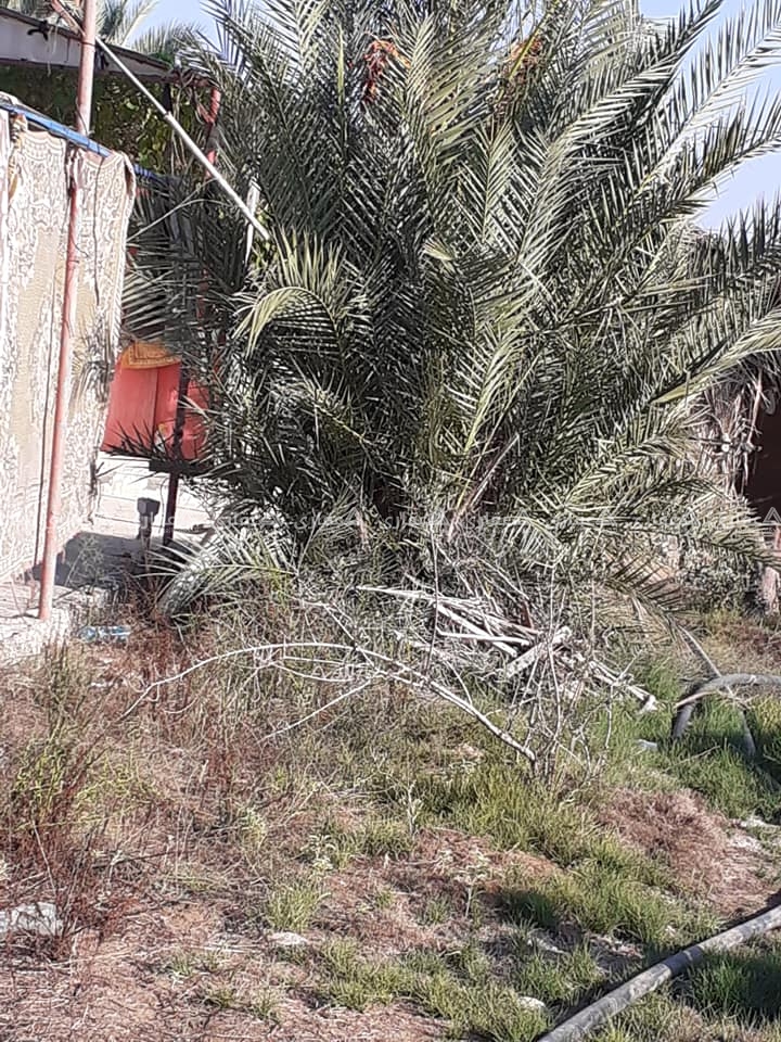 أرض فيها شاليه وشجر زيتون ونخل ومسوره 