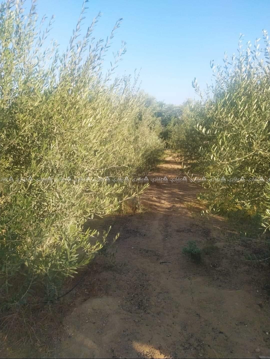 قطعة أرض بالقرب من مدرسة الفرقان
